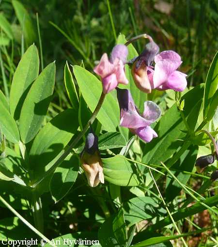 Lathyrus linifolius, syyllinnunherne